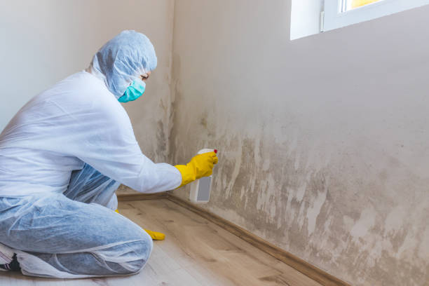 Licensed Attic Mold Removal service in Bedford, TX - WQB Mold Removal